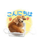 ミニチュアダックスフンド・ベリーの日常（個別スタンプ：6）