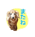 ミニチュアダックスフンド・ベリーの日常（個別スタンプ：9）