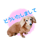 ミニチュアダックスフンド・ベリーの日常（個別スタンプ：11）