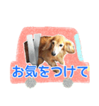 ミニチュアダックスフンド・ベリーの日常（個別スタンプ：13）