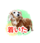 ミニチュアダックスフンド・ベリーの日常（個別スタンプ：15）