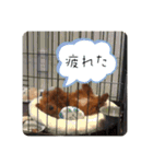 ピノくんのふんわりスタンプ（個別スタンプ：19）