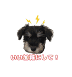 日常ォ3（個別スタンプ：17）