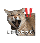 日常ォ3（個別スタンプ：22）