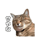 日常ォ3（個別スタンプ：23）