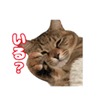 日常ォ3（個別スタンプ：24）