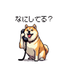 今なにしてる？返事に使えるふとっちょ柴犬（個別スタンプ：1）