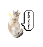 COCO TAKEMOTO -season 3-（個別スタンプ：3）