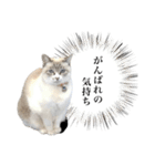 COCO TAKEMOTO -season 3-（個別スタンプ：4）