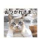 COCO TAKEMOTO -season 3-（個別スタンプ：5）