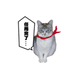 COCO TAKEMOTO -season 3-（個別スタンプ：8）