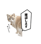 COCO TAKEMOTO -season 3-（個別スタンプ：10）