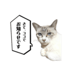 COCO TAKEMOTO -season 3-（個別スタンプ：11）