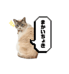 COCO TAKEMOTO -season 3-（個別スタンプ：12）