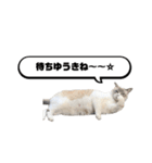 COCO TAKEMOTO -season 3-（個別スタンプ：14）