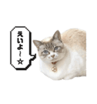 COCO TAKEMOTO -season 3-（個別スタンプ：26）