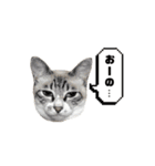 COCO TAKEMOTO -season 3-（個別スタンプ：35）