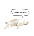 COCO TAKEMOTO -season 3-（個別スタンプ：39）