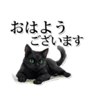 緑目黒猫★敬語スタンプ（個別スタンプ：9）