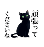 緑目黒猫★敬語スタンプ（個別スタンプ：38）