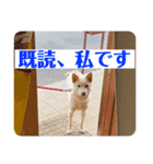 日常で大活躍 柴犬ラヴィちゃんスタンプ②（個別スタンプ：3）