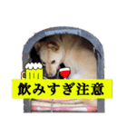 日常で大活躍 柴犬ラヴィちゃんスタンプ②（個別スタンプ：26）