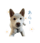 白い柴犬のシロ（個別スタンプ：21）