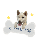 白い柴犬のシロ（個別スタンプ：22）