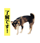 ゆるい手描き海鮮イラスト＆犬猫フォト（個別スタンプ：13）