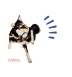 ゆるい手描き海鮮イラスト＆犬猫フォト（個別スタンプ：14）
