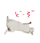 ゆるい手描き海鮮イラスト＆犬猫フォト（個別スタンプ：15）