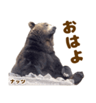 のぼりべつクマ牧場 公式スタンプ第3弾（個別スタンプ：1）