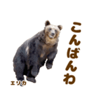 のぼりべつクマ牧場 公式スタンプ第3弾（個別スタンプ：3）