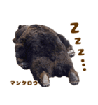のぼりべつクマ牧場 公式スタンプ第3弾（個別スタンプ：6）