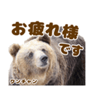 のぼりべつクマ牧場 公式スタンプ第3弾（個別スタンプ：8）