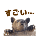 のぼりべつクマ牧場 公式スタンプ第3弾（個別スタンプ：10）