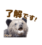 のぼりべつクマ牧場 公式スタンプ第3弾（個別スタンプ：11）