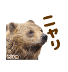 のぼりべつクマ牧場 公式スタンプ第3弾（個別スタンプ：16）