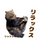 のぼりべつクマ牧場 公式スタンプ第3弾（個別スタンプ：18）