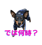 蘭丸親衛隊10（個別スタンプ：12）
