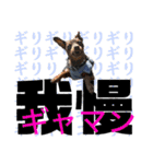 蘭丸親衛隊10（個別スタンプ：13）