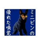 蘭丸親衛隊10（個別スタンプ：29）