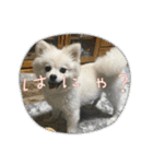 ガニ股子✤茶々（個別スタンプ：4）