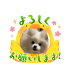 ガニ股子✤茶々（個別スタンプ：5）