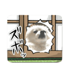 ガニ股子✤茶々（個別スタンプ：6）
