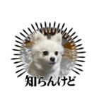 ガニ股子✤茶々（個別スタンプ：7）