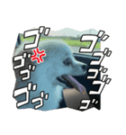 ガニ股子✤茶々（個別スタンプ：8）