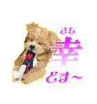 【ペキプーちゃい】語彙録vol.2（個別スタンプ：1）