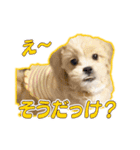 【ペキプーちゃい】語彙録vol.2（個別スタンプ：3）