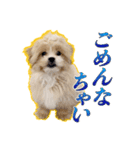 【ペキプーちゃい】語彙録vol.2（個別スタンプ：4）